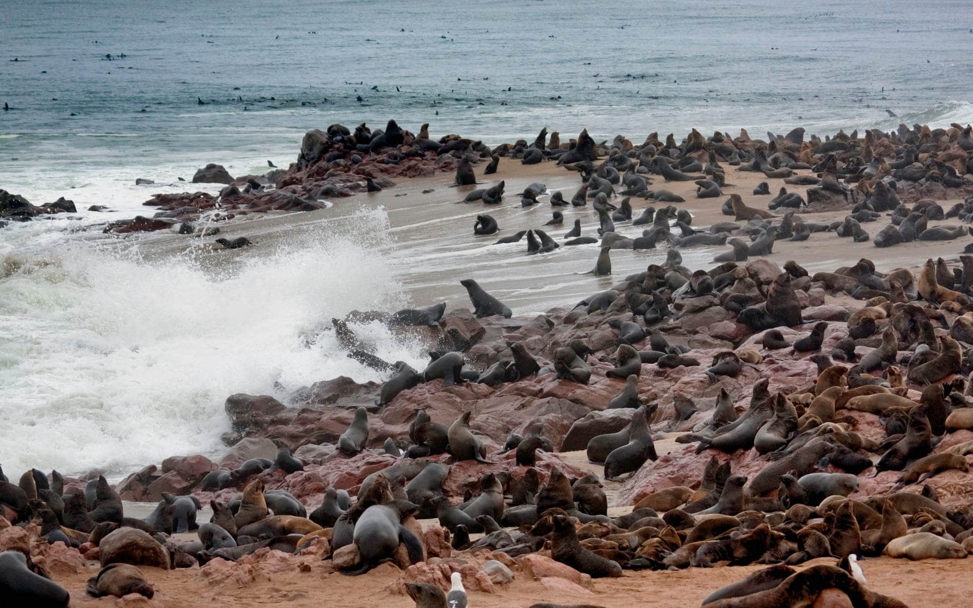 Seal colony on the Skeleton Coast, Namibia