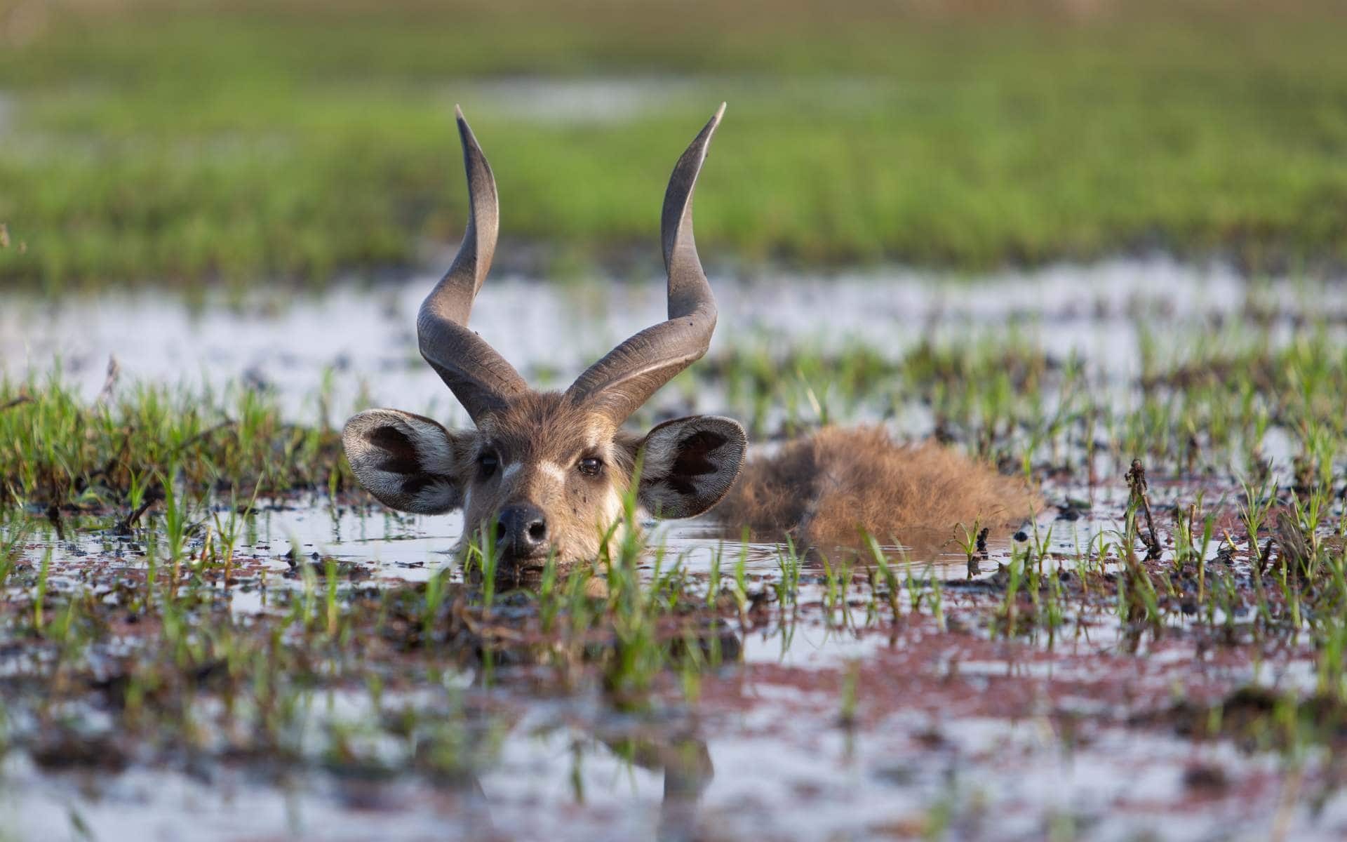 Sitatunga Antelope submerged in swamp water with its head sticking out.