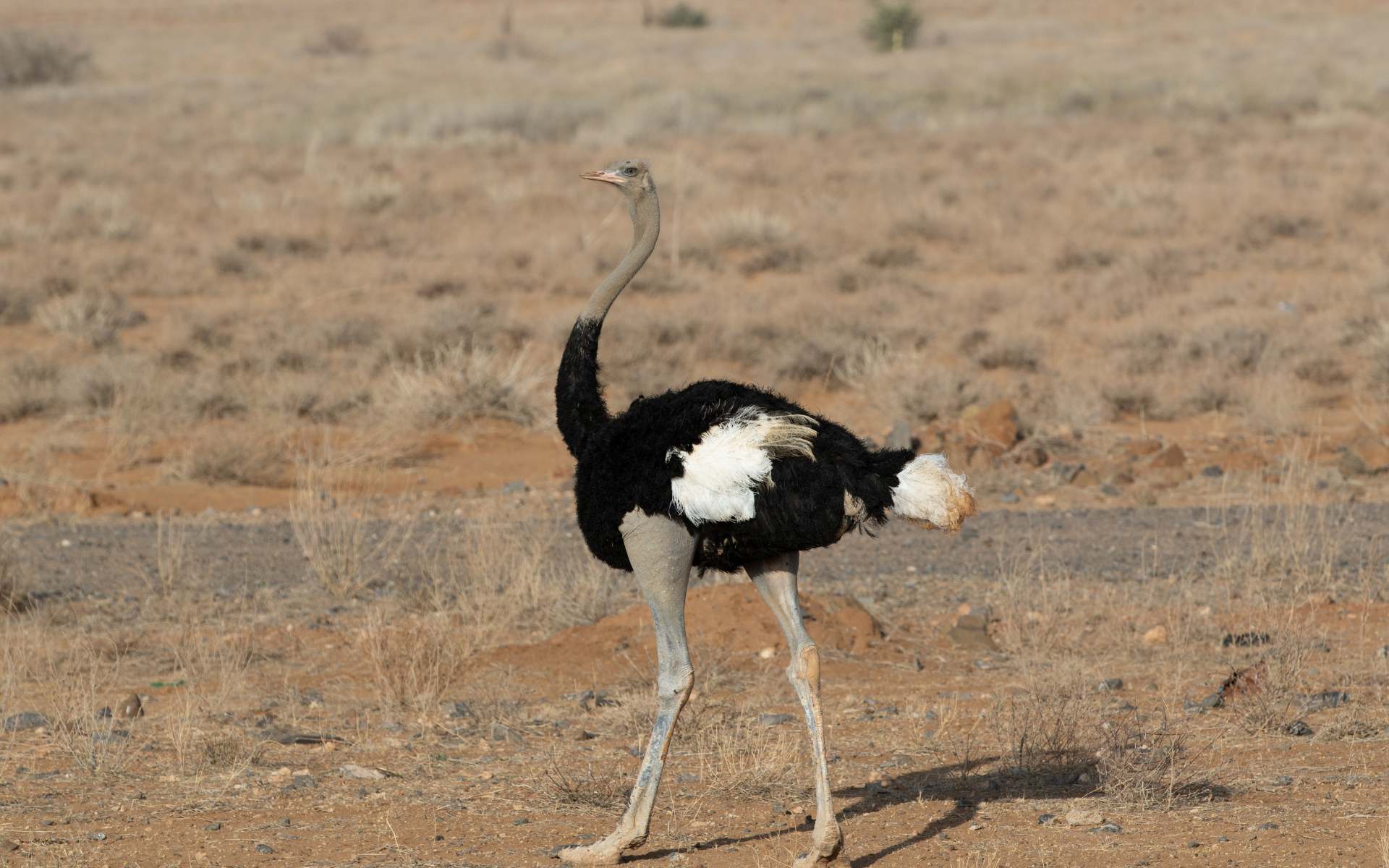 Landscape shot of a Somali Ostrich in a dry bushveld