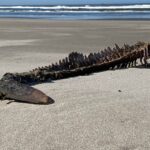 Whale bones washed up on the Skeleton Coast, Namibia