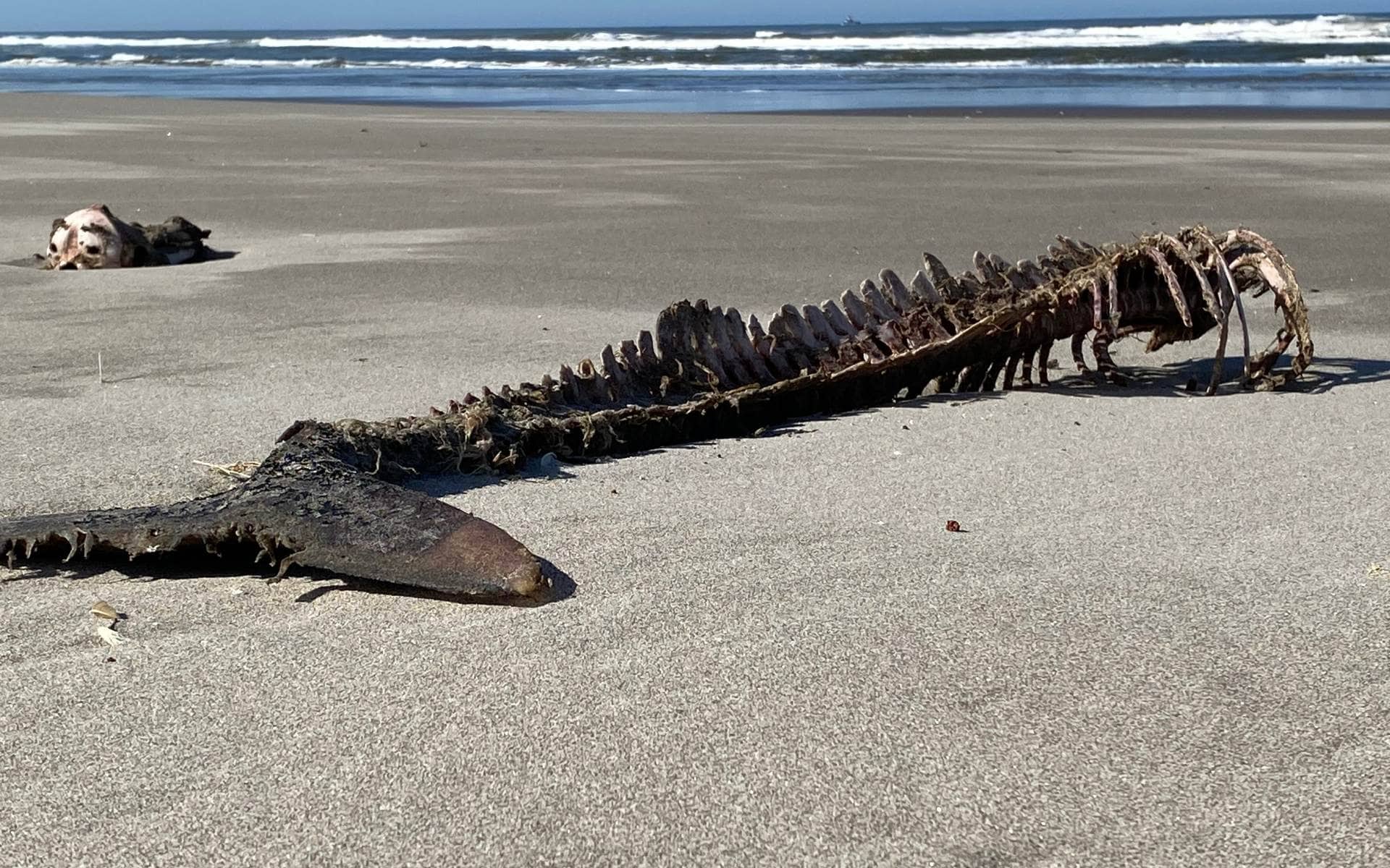 Whale bones washed up on the Skeleton Coast, Namibia