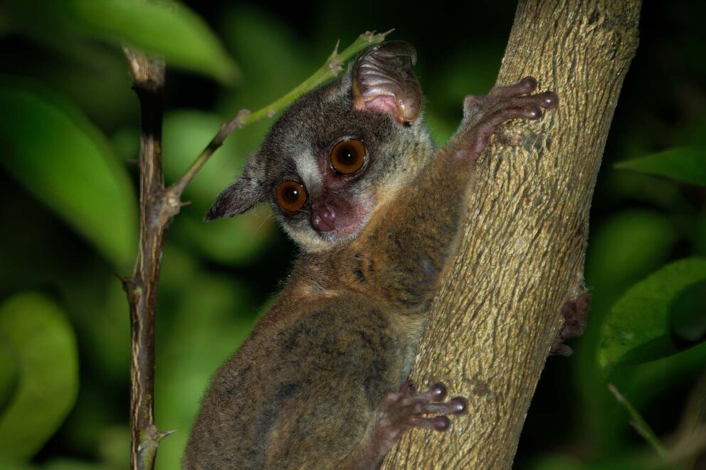 Zanzibar bushbaby clinging to the trunk of a treebranch.