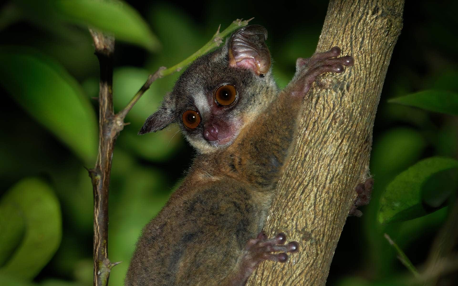 Zanzibar bushbaby clinging to the trunk of a treebranch. 