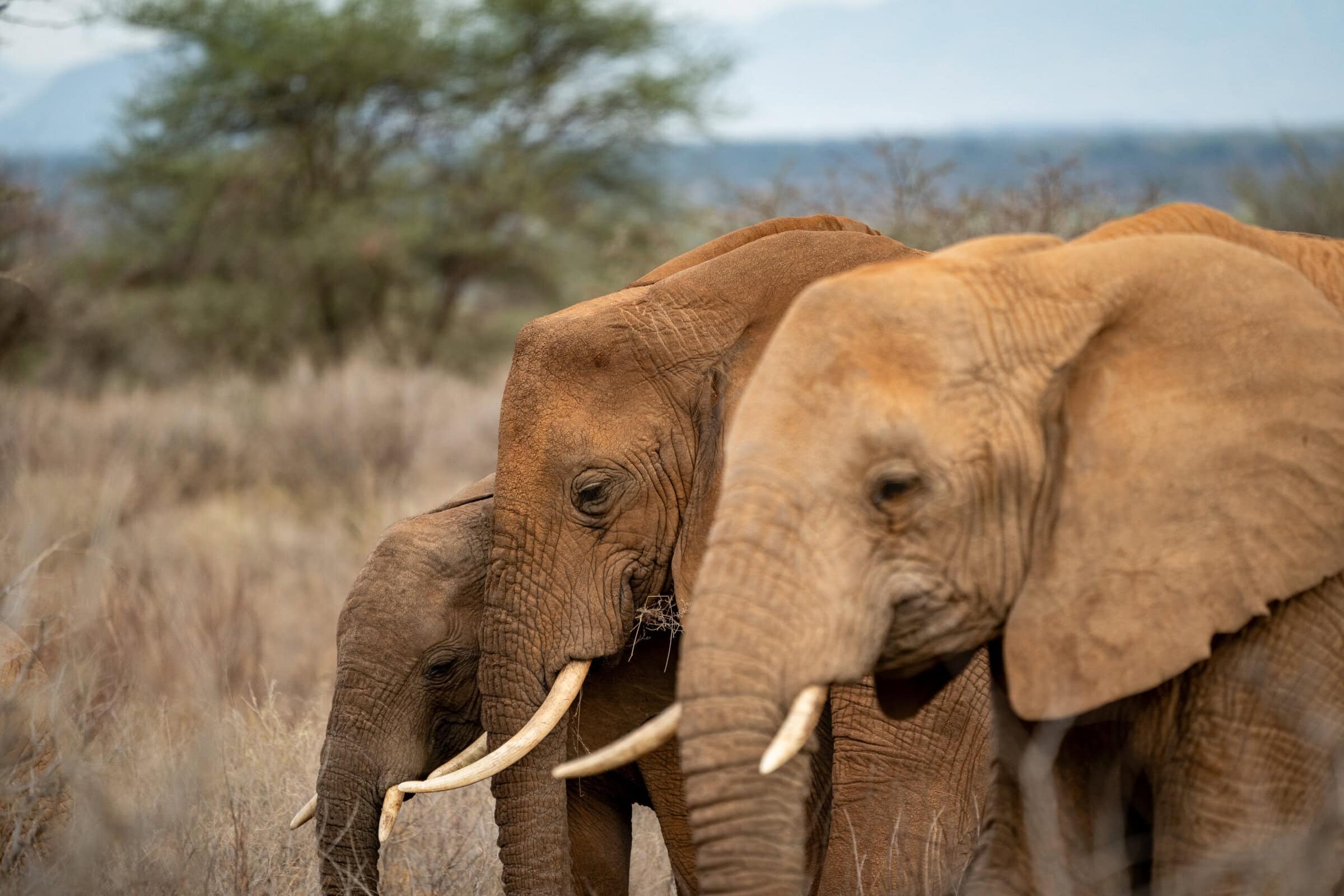 Elephants captured gathering in a row in Kenya | Photo: Matthys van Aswegen