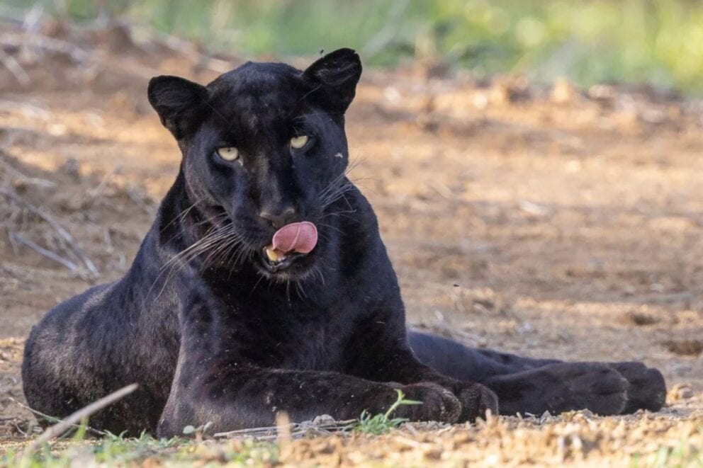Giza the black leopard, Laikipia, Kenya