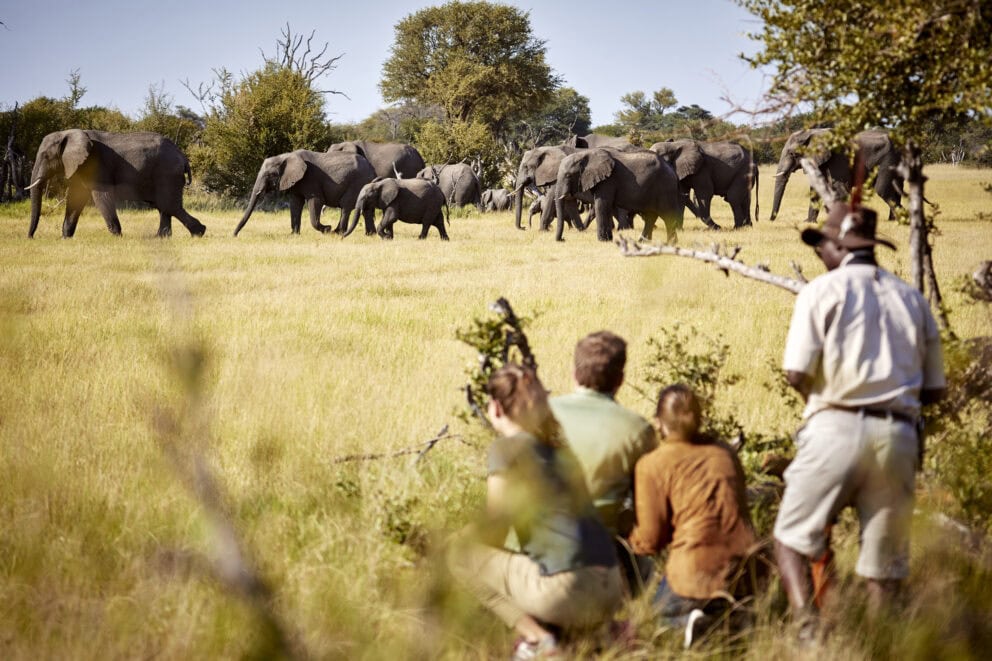 A group of safari goers looking at a herd of elephants
