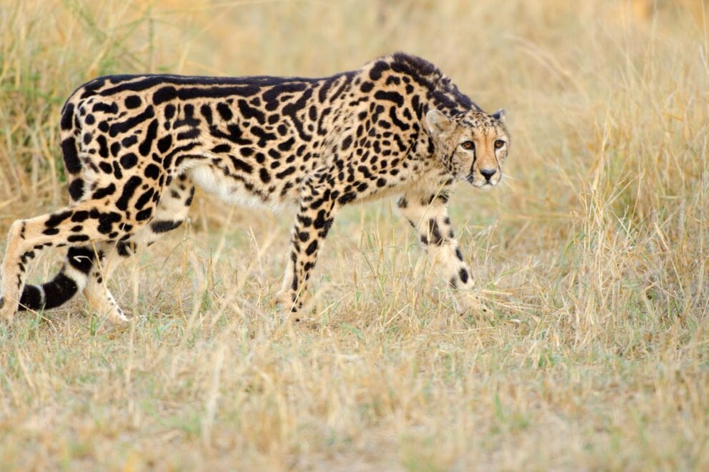 King Cheetah in the bush in South Africa
