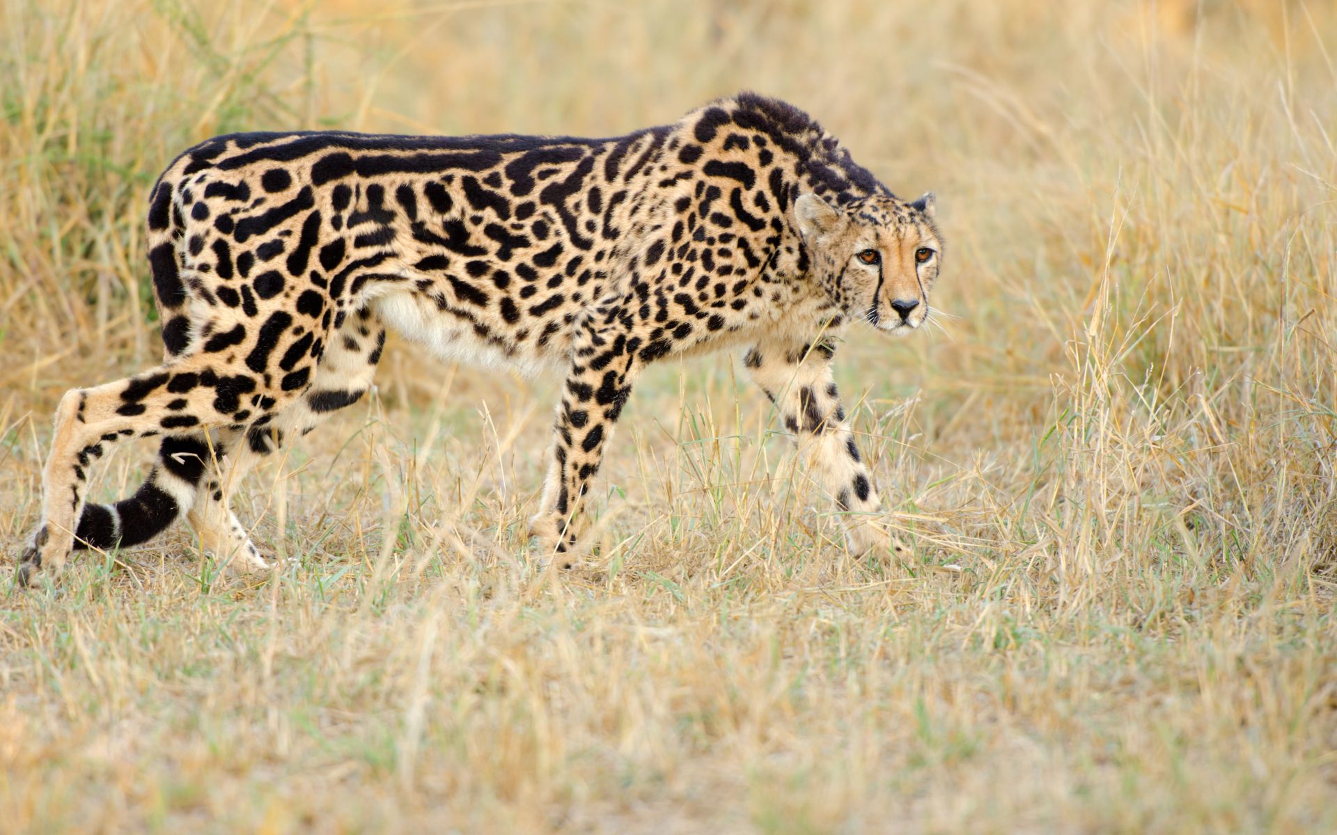 King Cheetah in the bush in South Africa