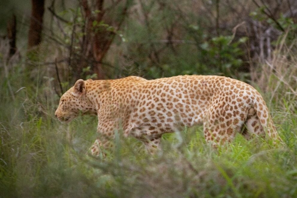 Strawberry Leopard in Madikwe, South Africa