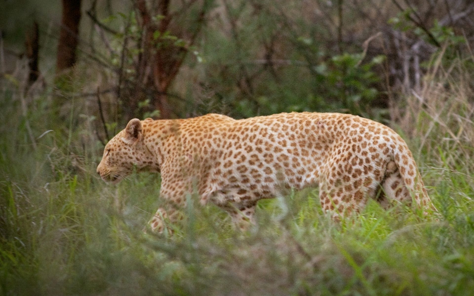 Strawberry Leopard in Madikwe, South Africa