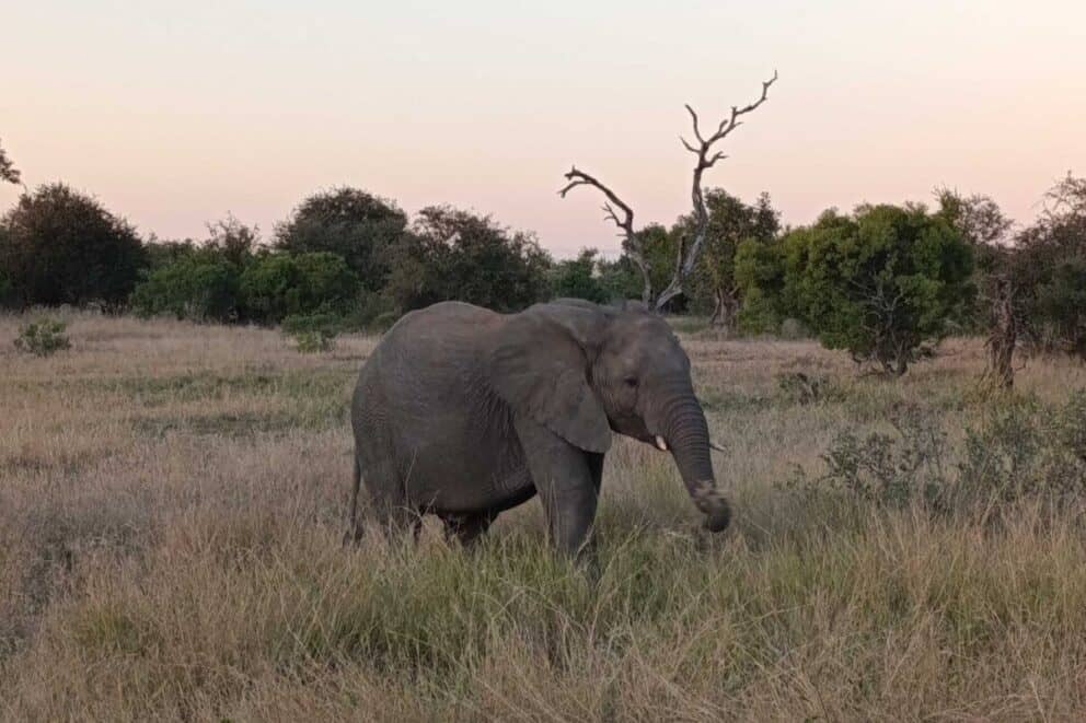 Elephant in the Greater Kruger area