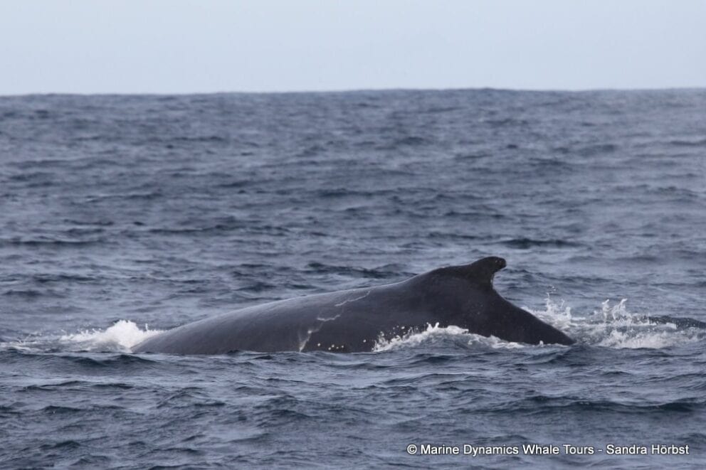 One of the humpback whales we spotted on our ocean safari