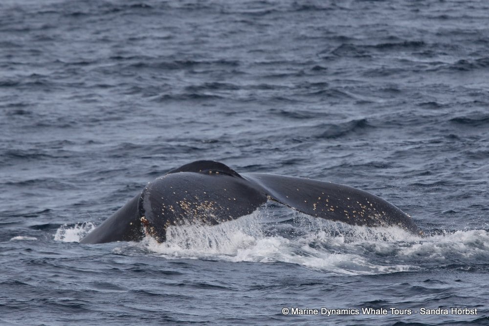 The humpback whale we saw on our ocean safari
