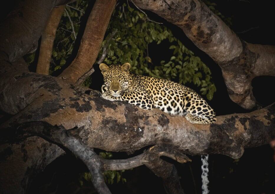 Leopard spotted during the full moon game count on a conservation safari