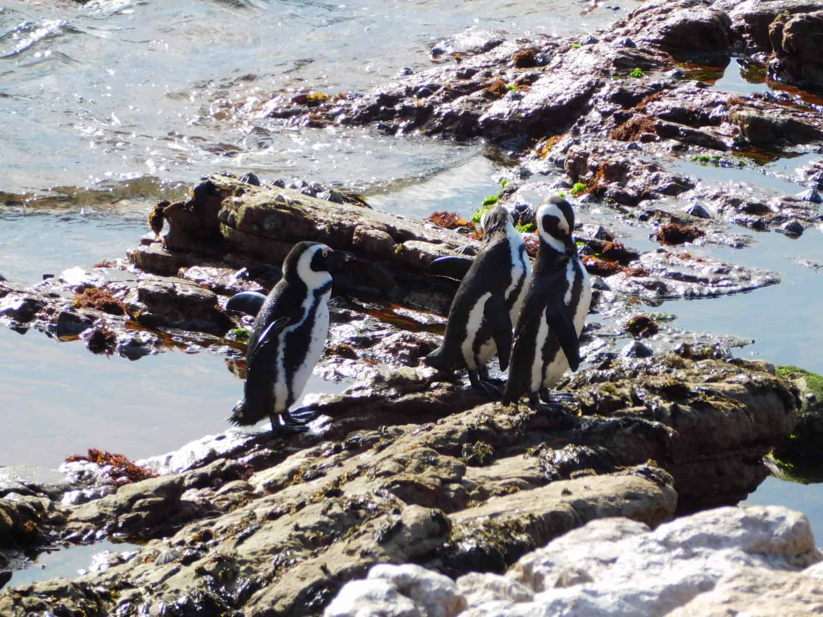 Penguins from the Stony Point Penguin colony in Betty's Bay. Which can be seen on an ocean safari