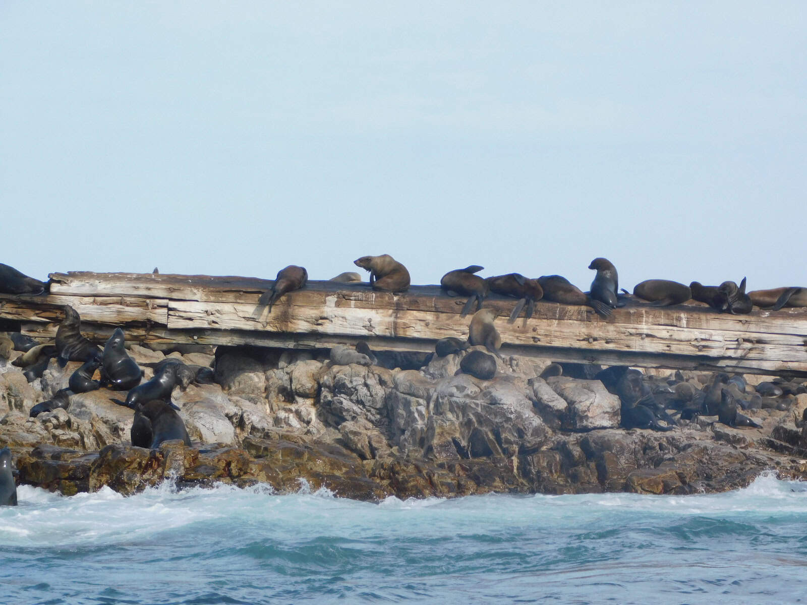 Seals sleeping on an old shipwreck on Geyser Rock which we saw on an ocean safari