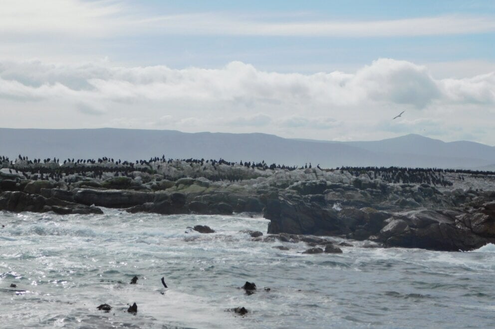 Sea birds on the shores of Dyer Island. Which we saw on our ocean safari