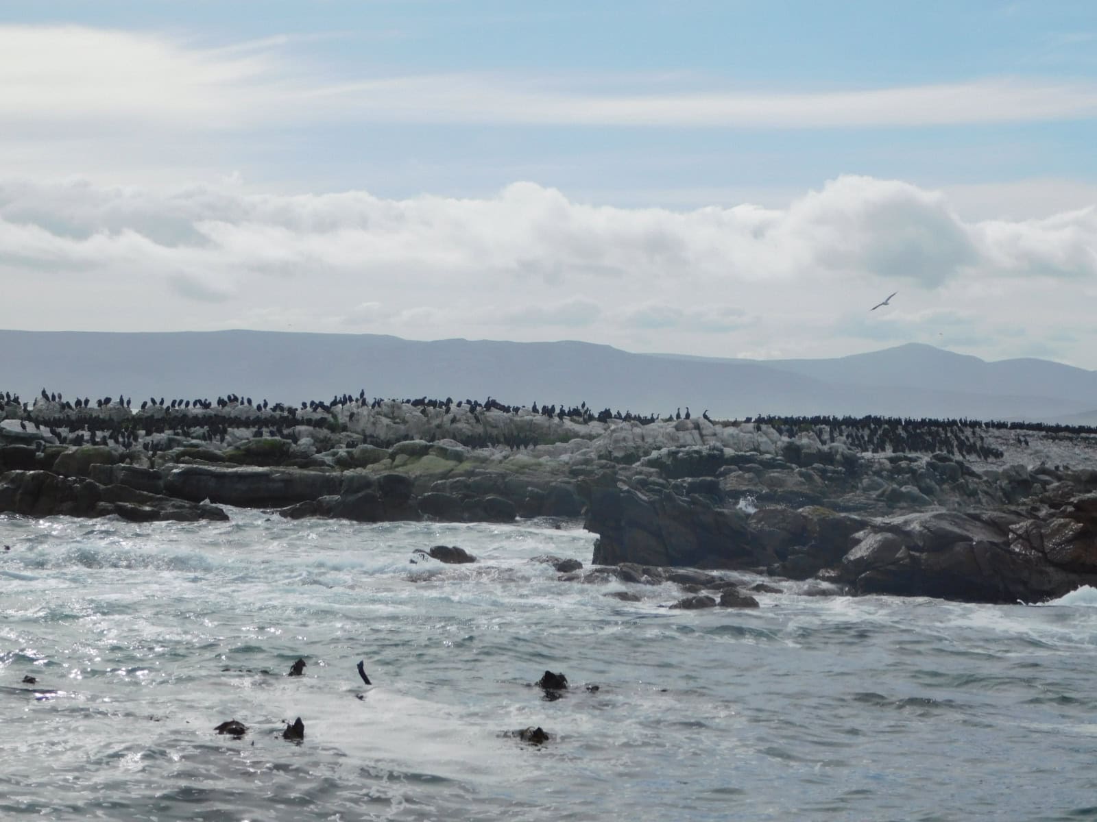 Sea birds on the shores of Dyer Island. Which we saw on our ocean safari