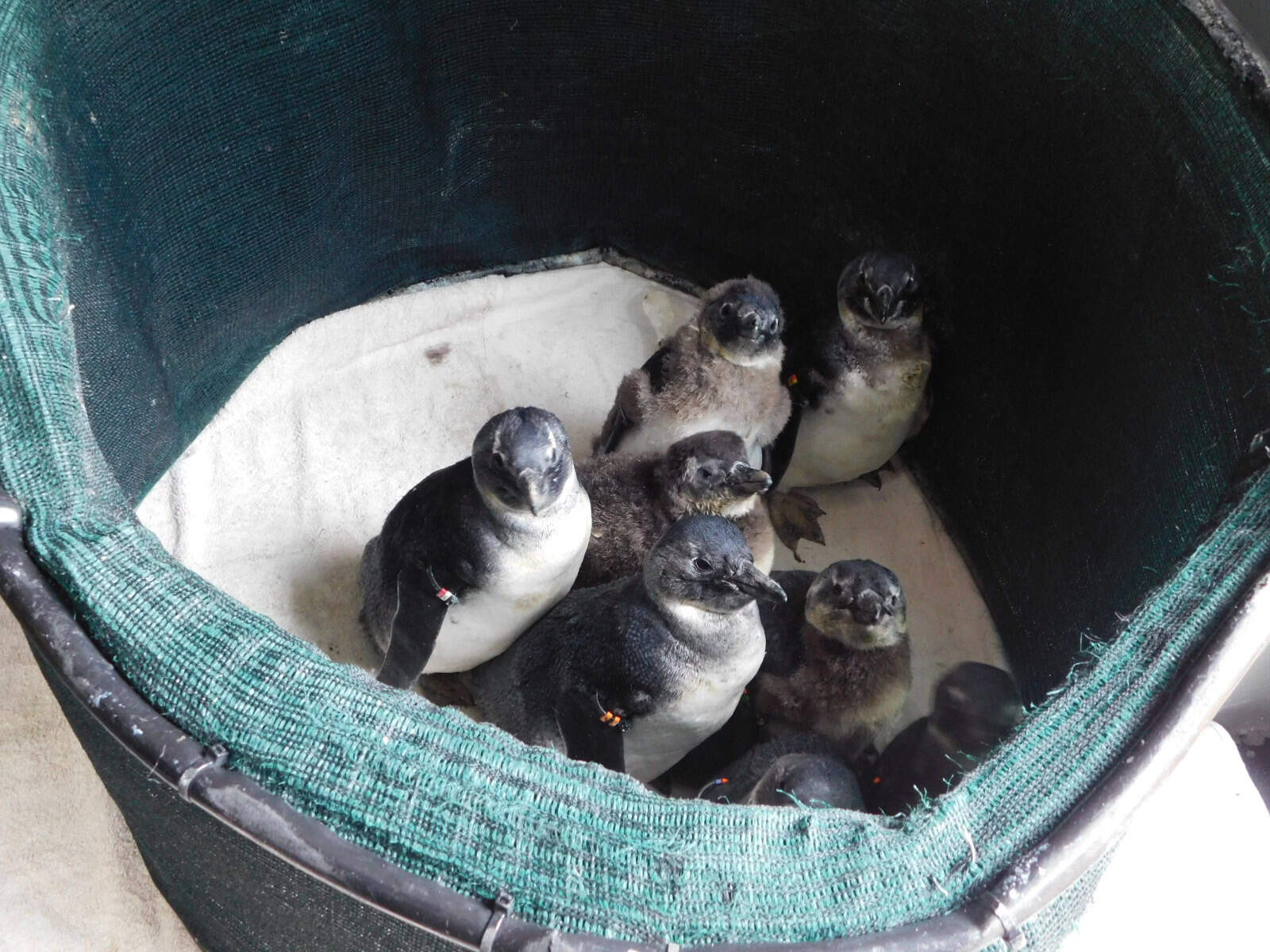 Penguin chicks at the African Penguin and Seabird Sanctuary. Which was seen as a part of our ocean safari.