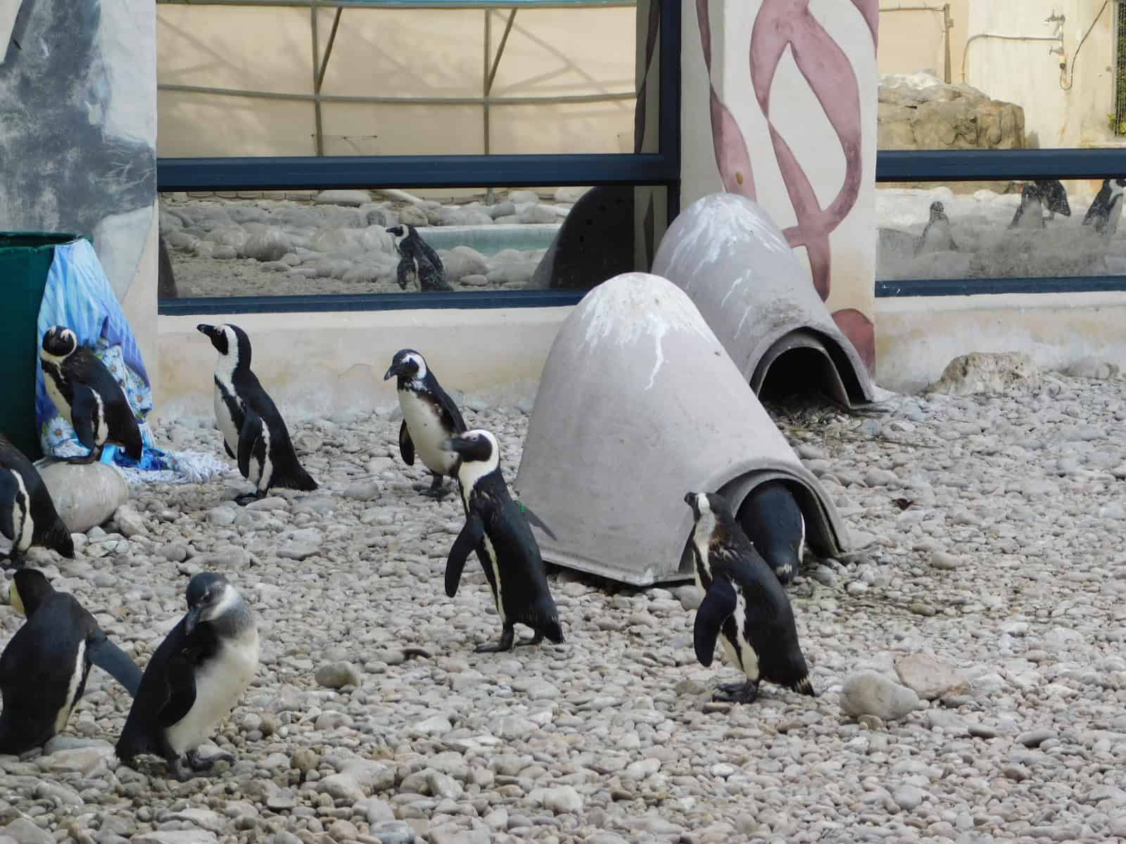Penguins at the African Penguin and Seabird Sanctuary. Which can be seen as a part of an ocean safari.