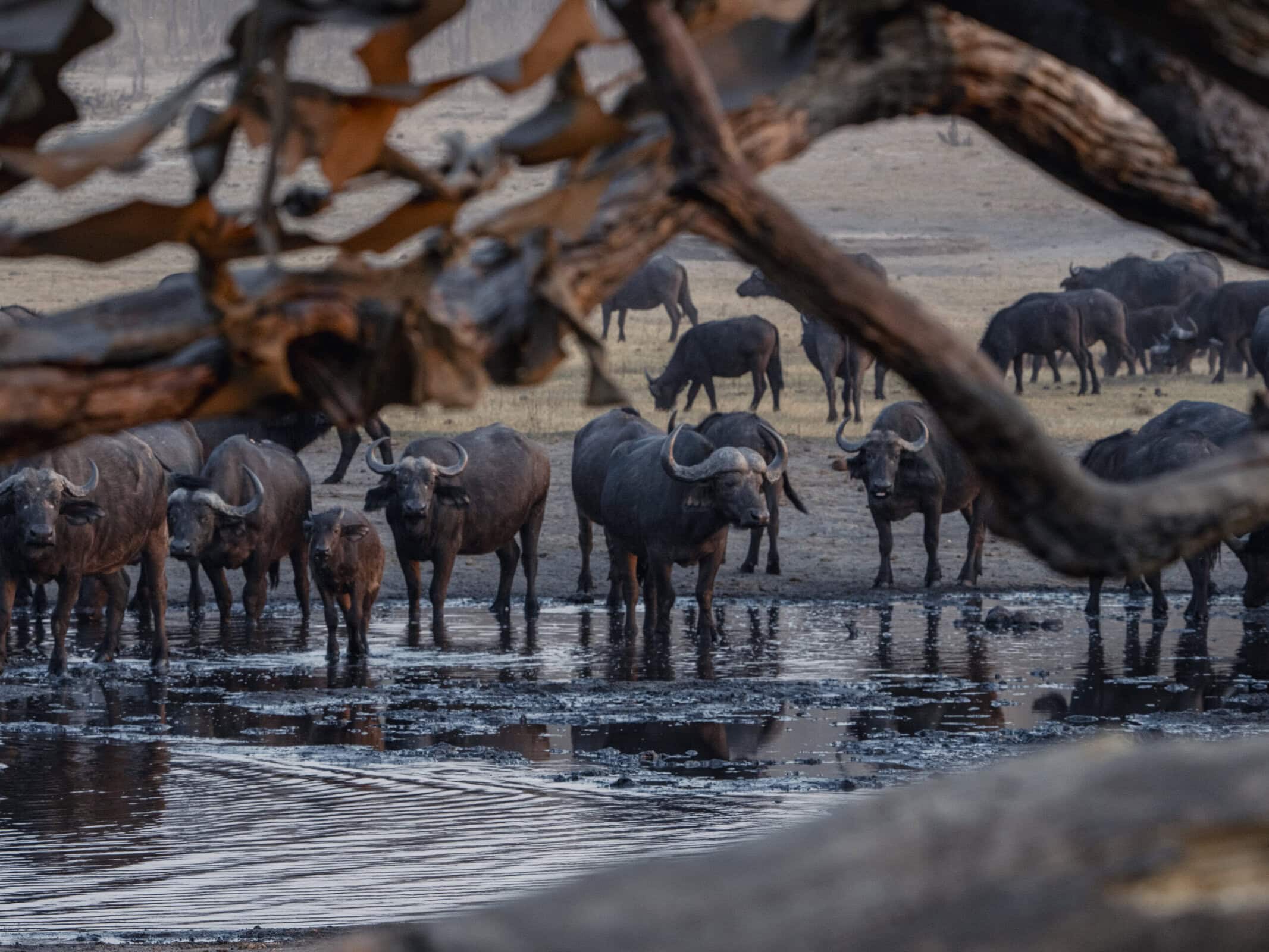 Cape buffalo gathering at a waterhole at sunset on a conservation safari.