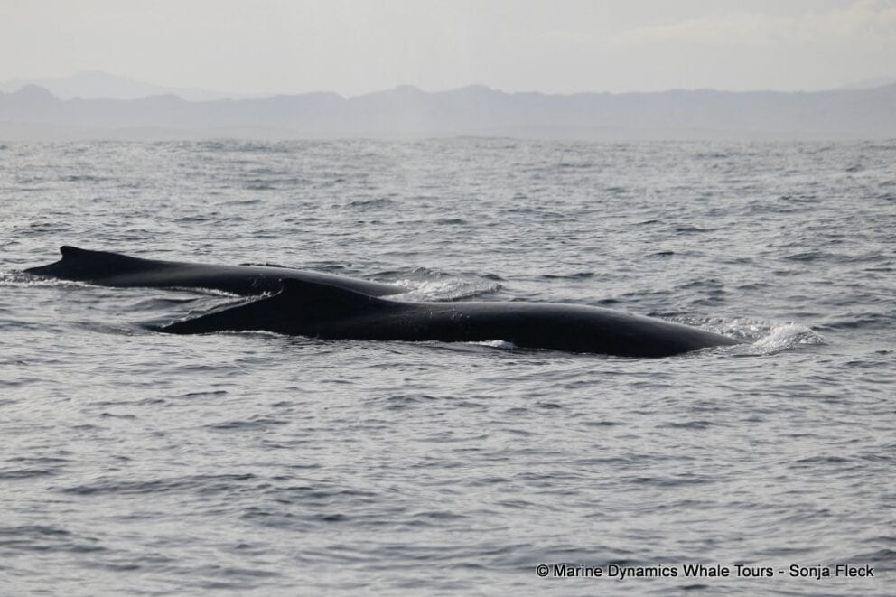 A pair of humpback whales which were spotted on our ocean safari