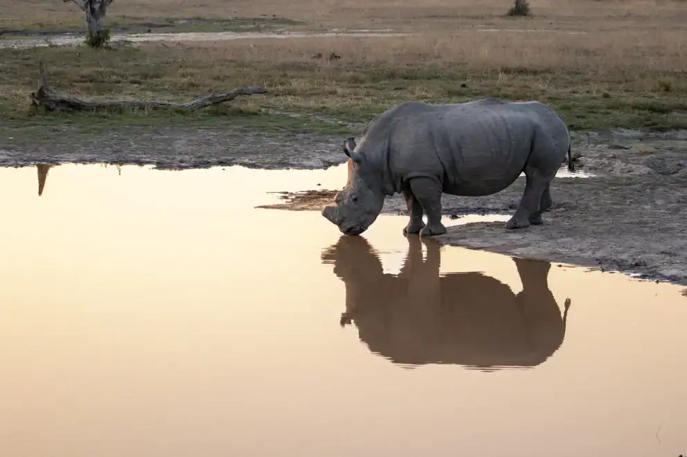 Dehorned rhino at a watering hole as seen on a conservation safari