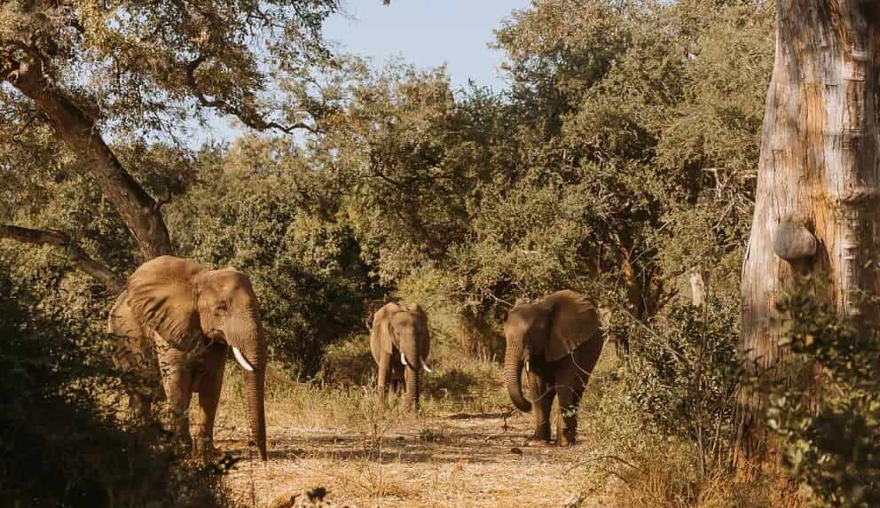 Elephants spotted on a sound safari in Kruger National Park with The Outpost