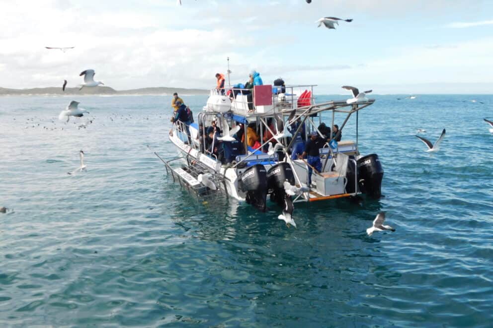 Our first stop was the shark cage diving boat to see bronze whaler sharks on our ocean safari