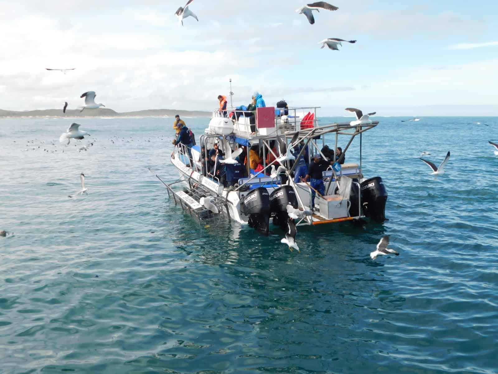 Our first stop was the shark cage diving boat to see bronze whaler sharks on our ocean safari