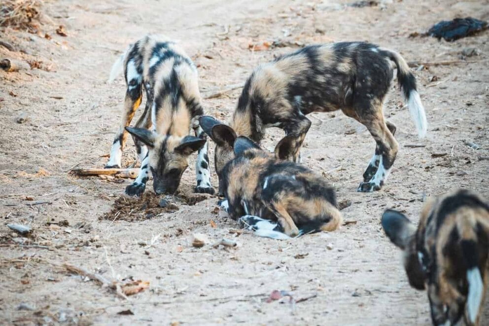 The wild dog litter spotted by Matthys on his Kruger safari