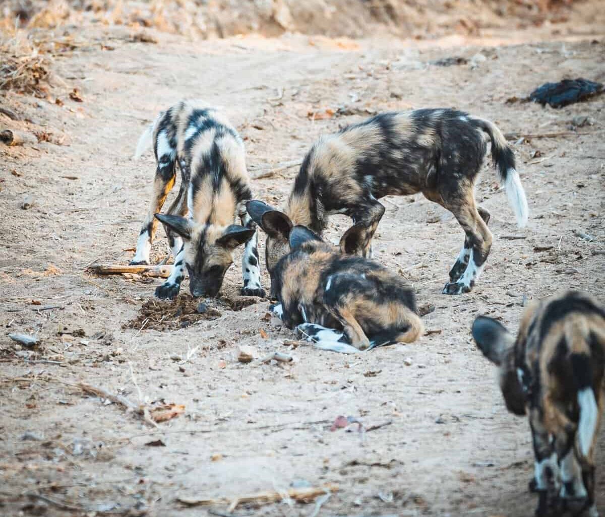 The wild dog litter spotted by Matthys on his Kruger safari