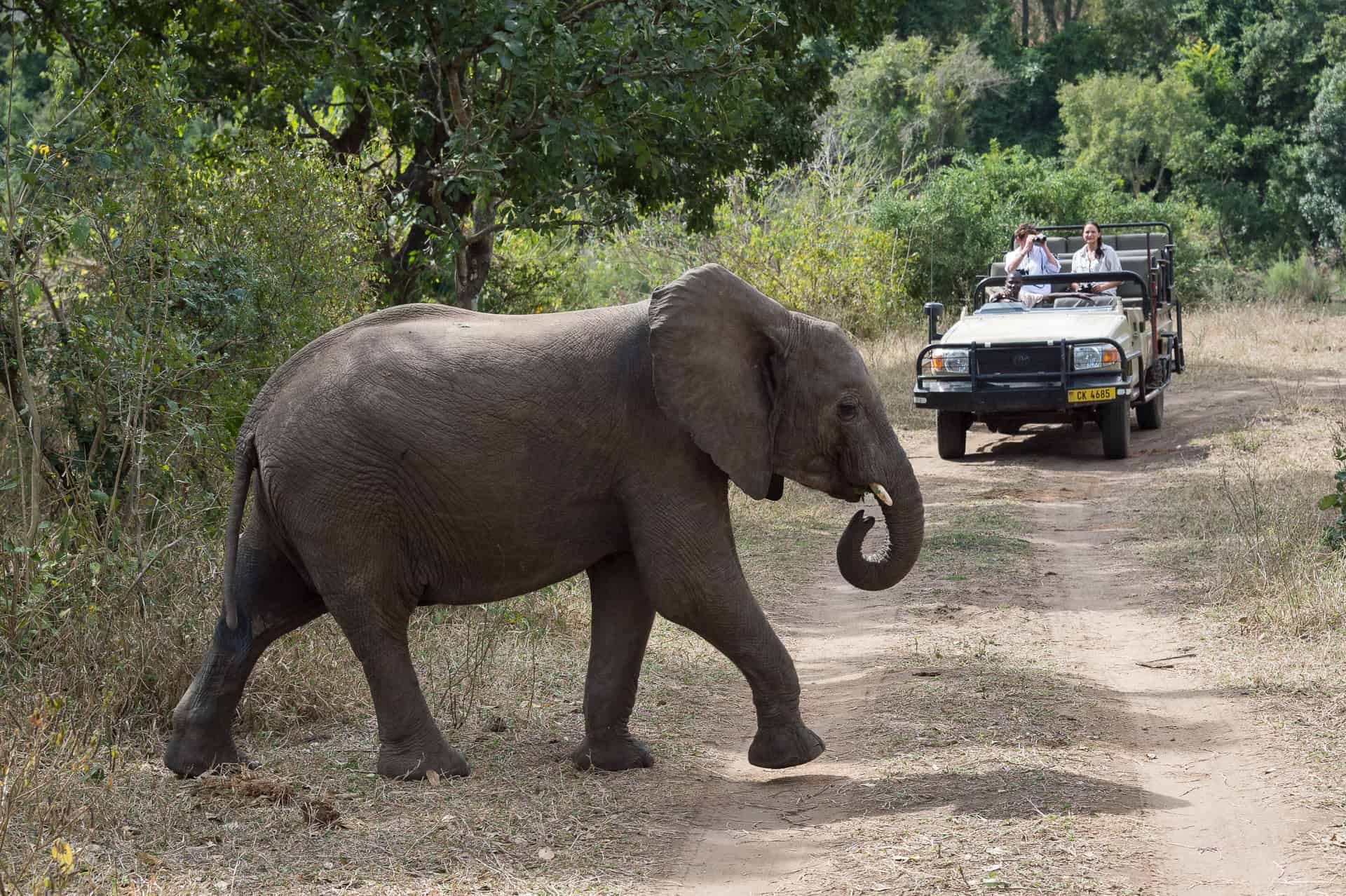 Elephant spotted on a game drive in Majete Wildlife Reserve.