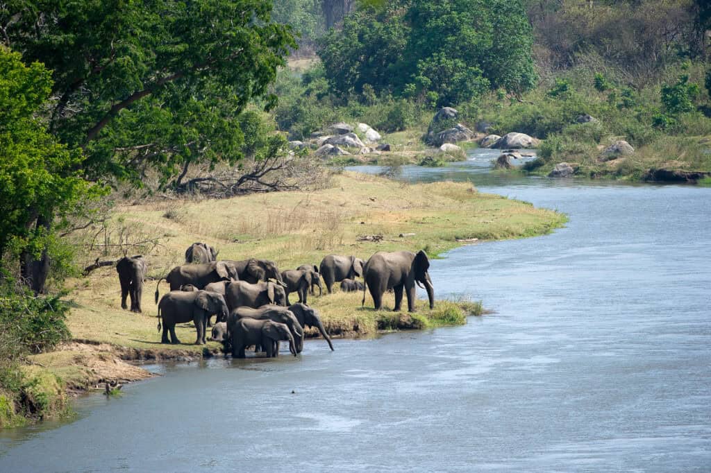 Elephants at the Shire River in Majete
