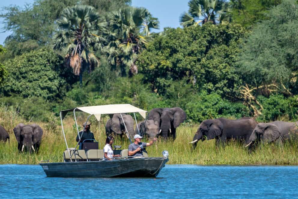 Boat safari in Liwonde, Malawi, seeing a herd of elephants for a Malawi safari holiday