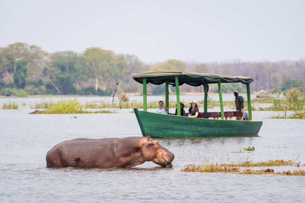 Boat safari spotting a hippo in the Shire River on a Malawi safari holiday