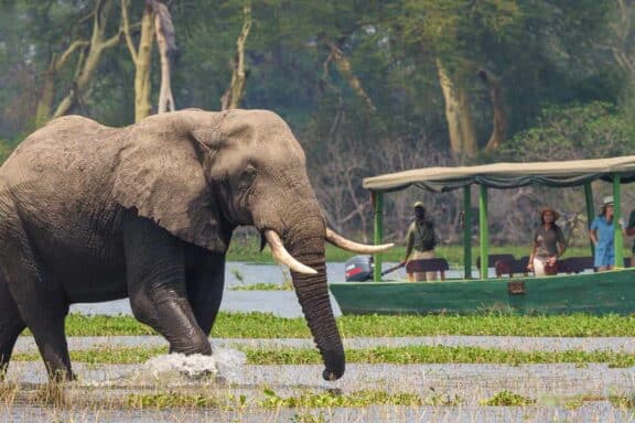 Elephant walking through water in Malawi. They can be seen ona Malawi Big Five safari