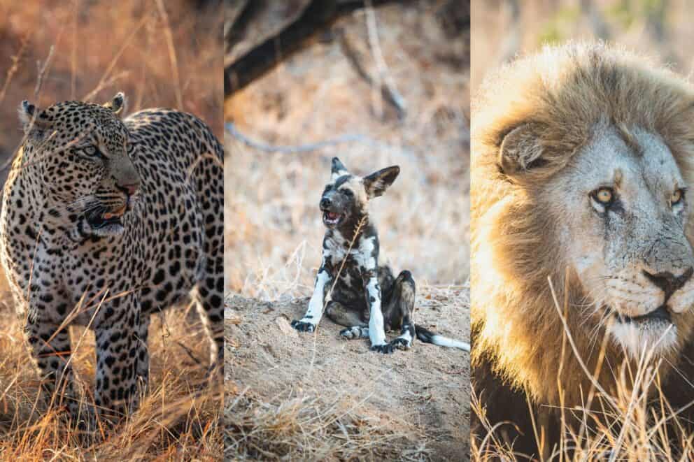 Wildlife highlights of Matthys' Kruger Safari