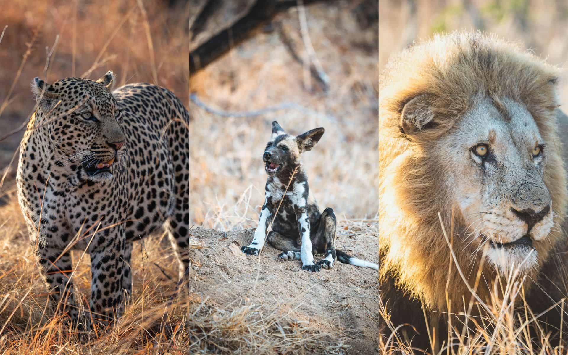 Wildlife highlights of Matthys' Kruger Safari