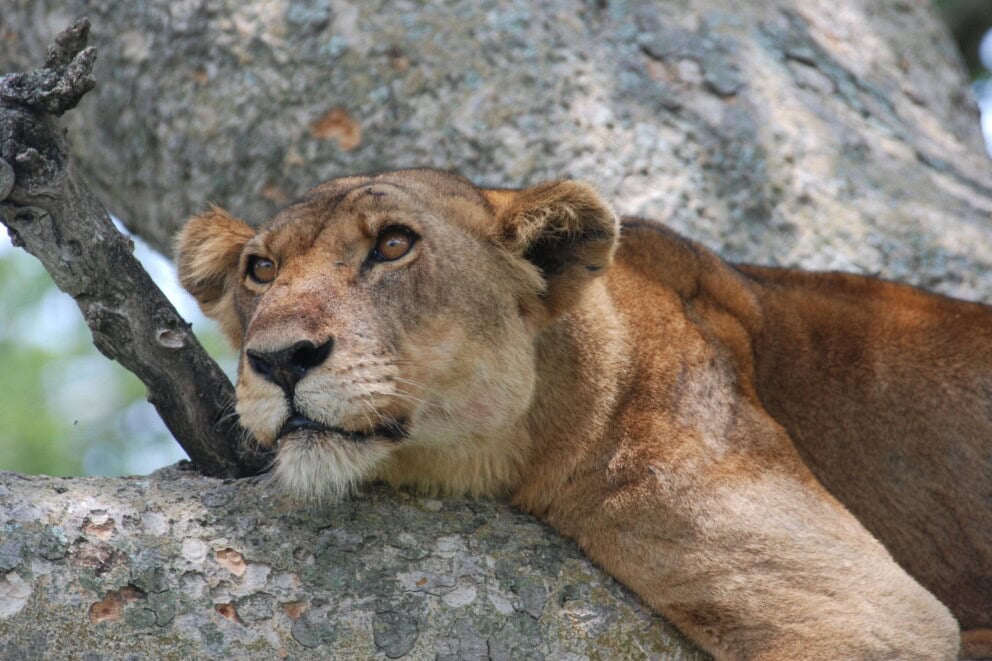 Lioness lounging in a tree in Uganda, a unique way to see lions in Africa