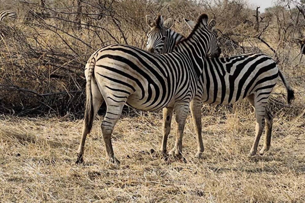 Two zebras in Makgadikgadi Pans. Adelle saw them on her Desert and Delta camps trip