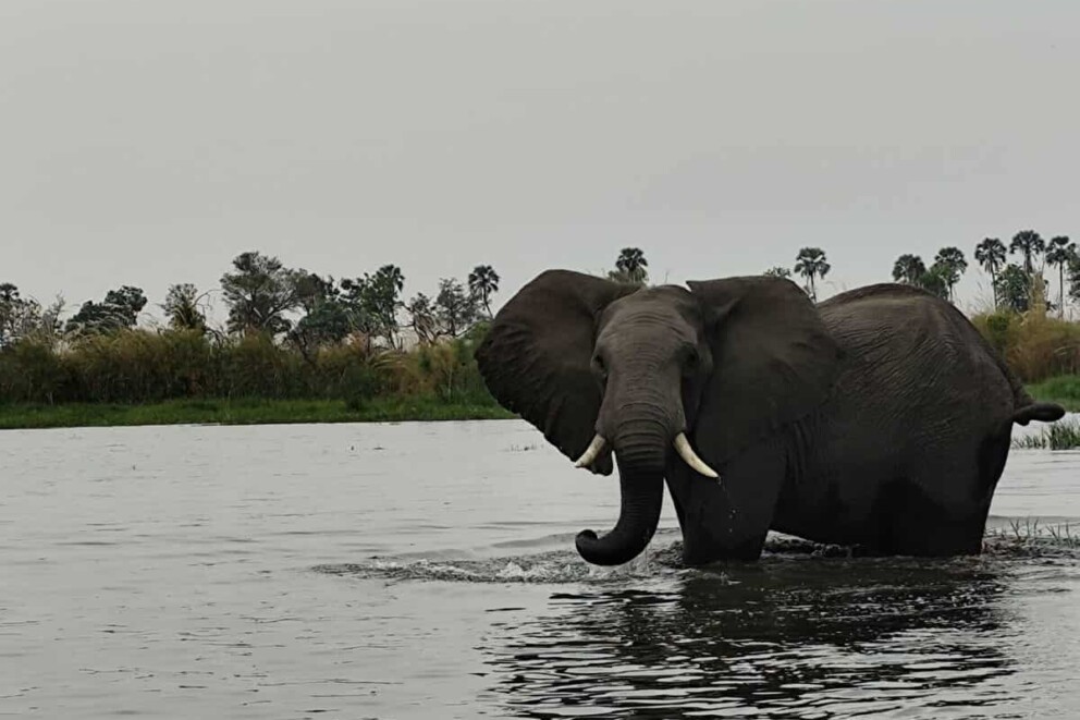 An elephant in the Okavango Delta. As seen on Adelle's Desert and Delta camps educational trip