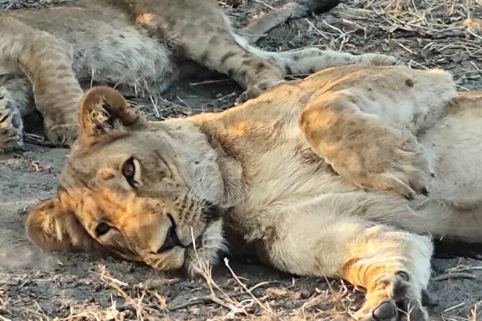 A lion seen with Desert and Delta Camps on Adelle's trip
