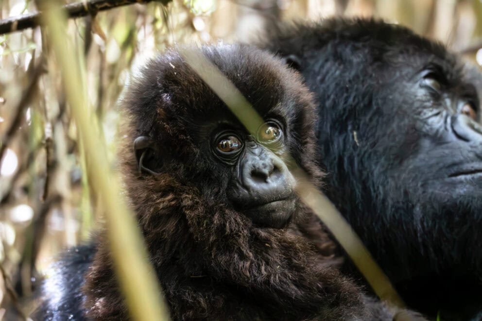 Gorilla mother and baby spotted while mountain gorilla trekking in Rwanda.