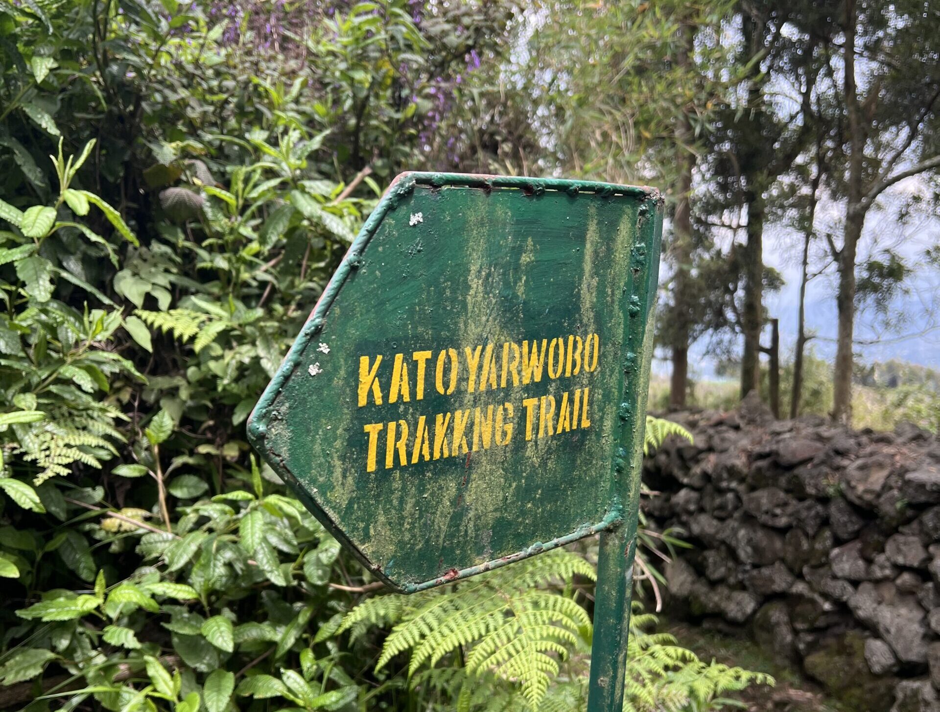 Katoyarwobo trekking trail in Volcanoes National Park in Rwanda. This can be seen when mountain gorilla trekking in Rwanda.