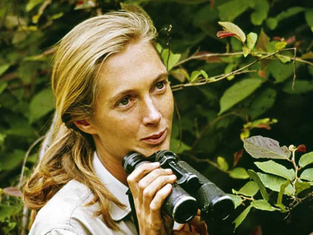 Jane Goodall in 1965 in Tanzania 