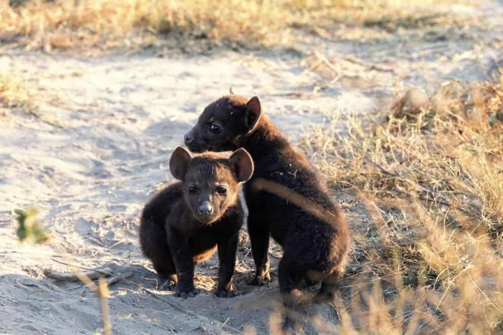 Hyena puppy family in Lower Zambezi | Photo credits: Steve Conradie