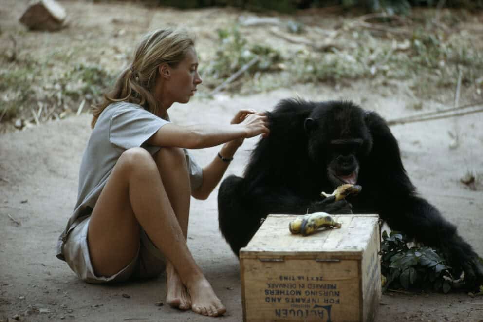 Jane Goodall grooms the coat of a chimpanzee as he eats a banana