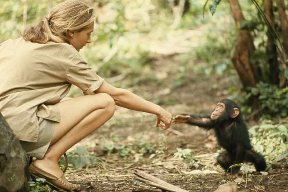 Jane Goodall and infant chimpanzee reach out to touch each other's hands
