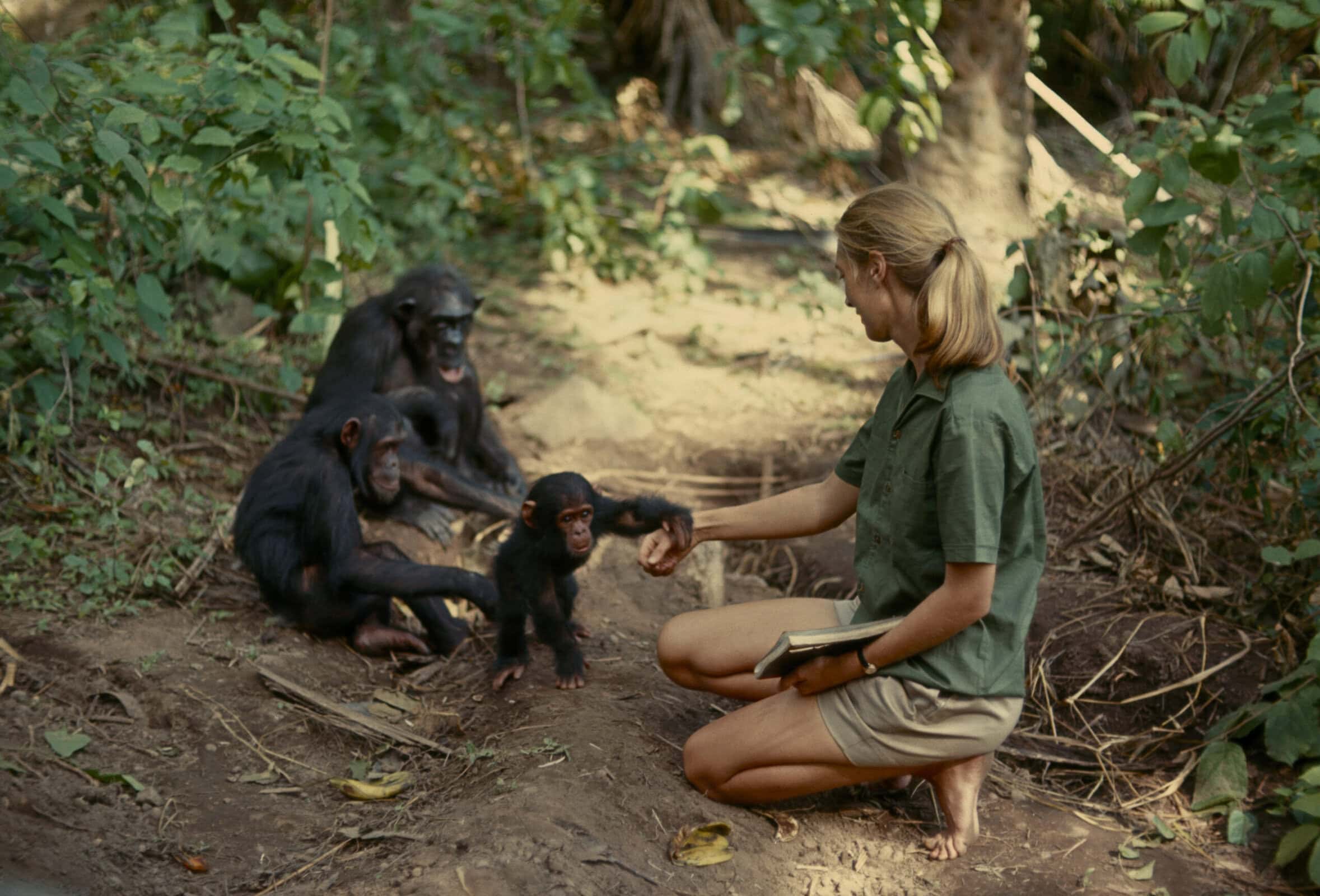 In close proximity of parents, young chimpanzee reaches for Jane Goodall
